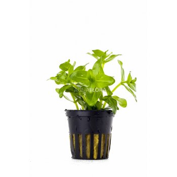 AQUAFLORA - BACOPA CAROLINIANA ( AMPLEXICAULIS )